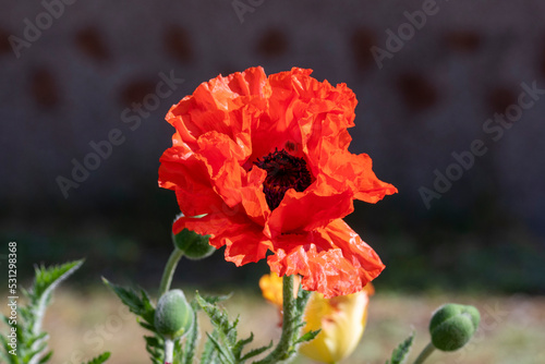 Poppies in the sun
