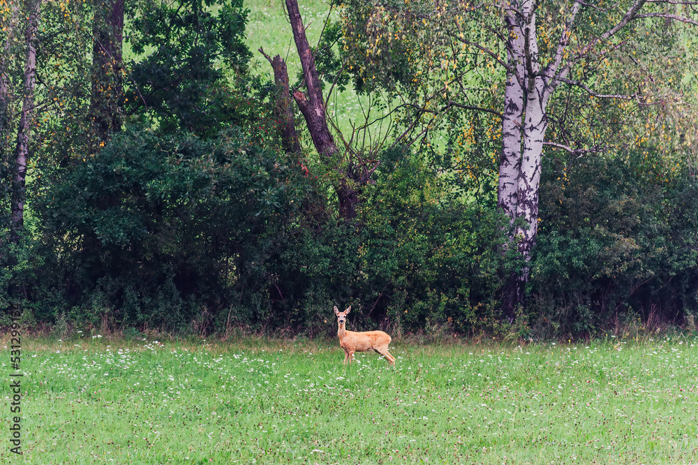 Small deer standing near trees on grass pasture. Wildlife animal photo, Czech republic Small deer standing near trees on grass pasture. Wildlife animal photo, Czech republic
