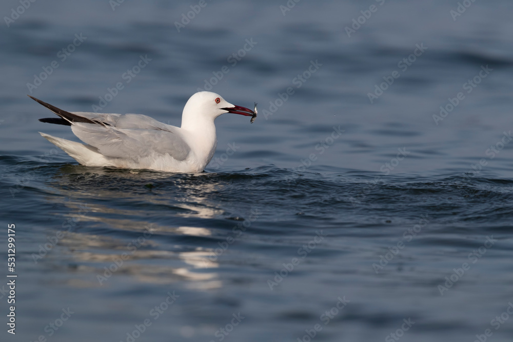 Slender-billed Gull (Chroicocephalus genei) , Abruzzo, on the Adriatic coast. Slender-billed Gull (Chroicocephalus genei) , Abruzzo, on the Adriatic coast.