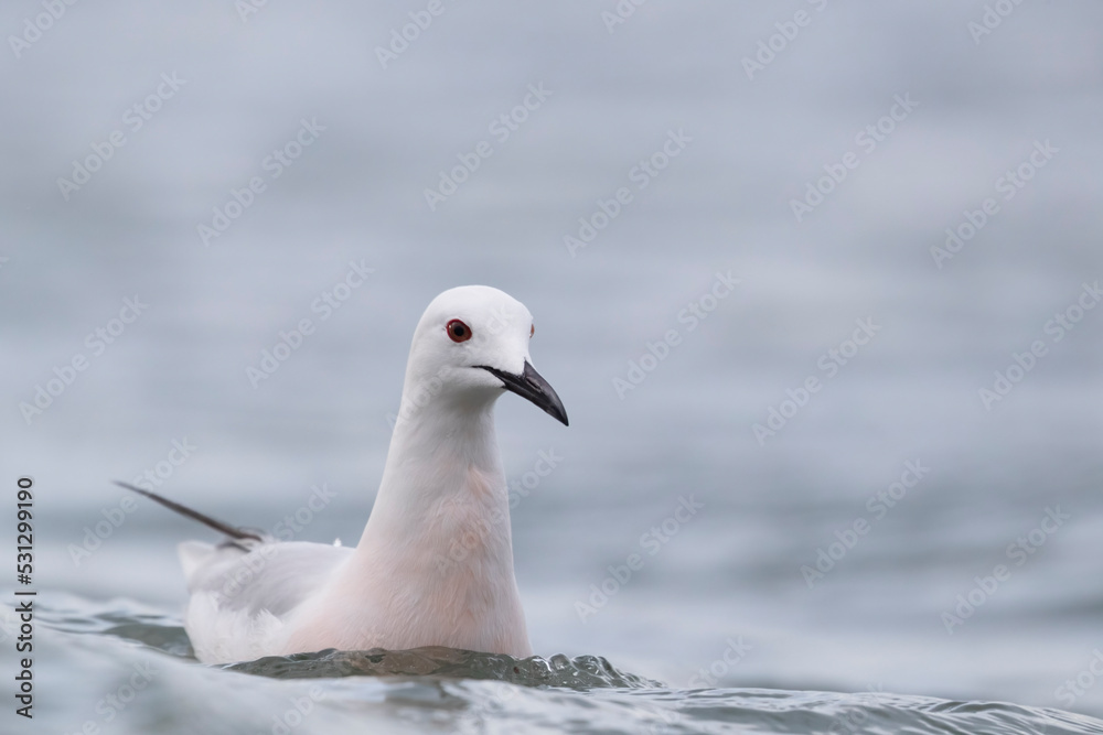 Slender-billed Gull (Chroicocephalus genei) , Abruzzo, on the Adriatic coast.