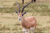 Tanzania Safari Antelope