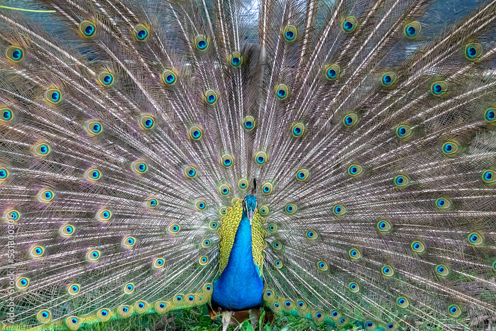 Naklejka premium peacock with feathers out