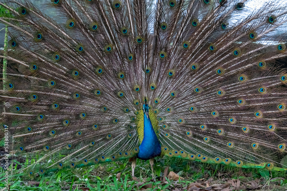 Obraz premium peacock with feathers