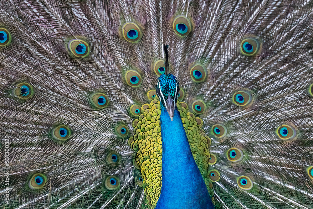 Obraz premium peacock with feathers out
