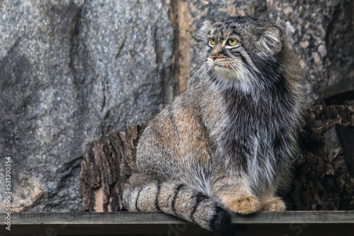 Wild cat manul sits and looks ahead