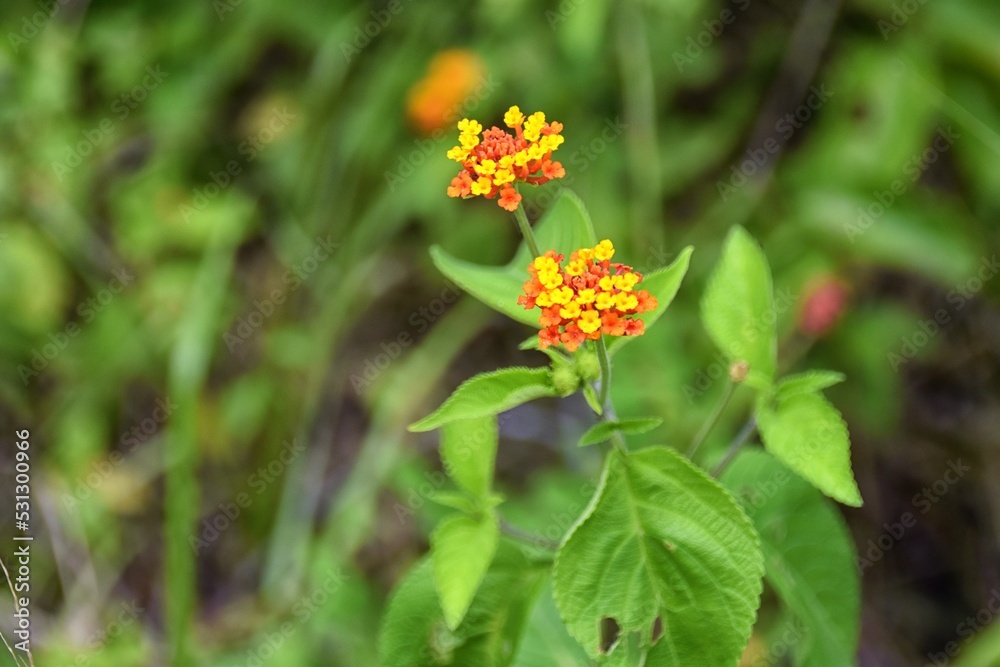 Tropical Wild Flower, brilliant color, in the tropical rainforest jungle of Costa Rica. Tropical Wild Flower, brilliant color, in the tropical rainforest jungle of Costa Rica.