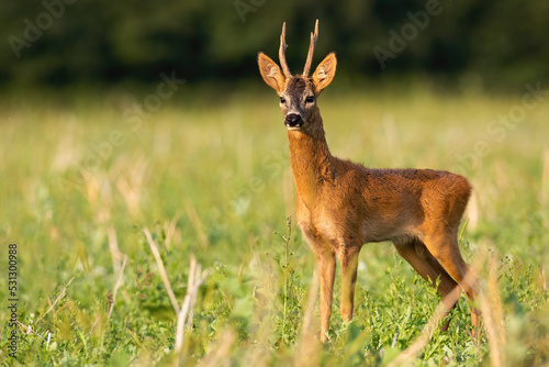 Roe deer, capreolus capreolus, buck standing on a stubble field in summer nature. Male mammal with antlers and orange fur illuminated by morning sun in green environment.