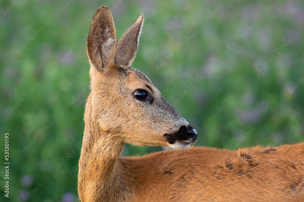 Roe deer, capreolus capreolus, doe looking behind over shoulder in close-up view on a green meadow in summer. Female mammal with large black eyes watching around in detail. Animal wildlife in nature.