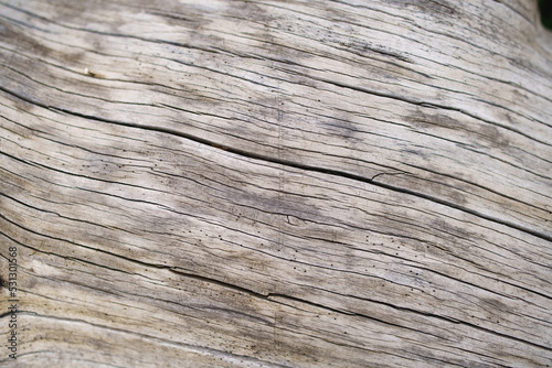 Macro texture of worn white log with cracks, fissures, bark, and branches, under soft diffuse cloudy light from above