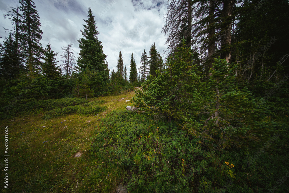 Beautiful forest path with thick trees covered in green moss, with a big dark clouds and even light Beautiful forest path with thick trees covered in green moss, with a big dark clouds and even light