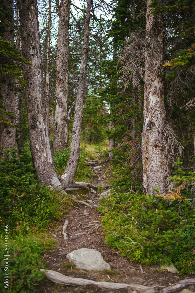 Fototapeta premium Beautiful forest path with thick trees covered in green moss, with a big dark clouds and even light 