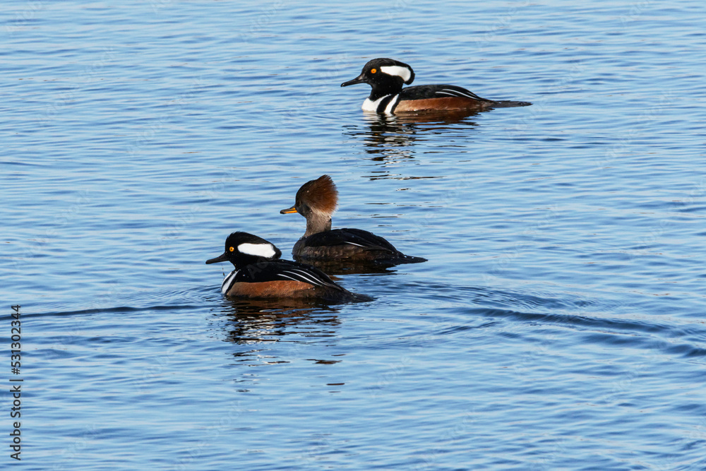Obraz premium Wild birds on blue water, Hooded Mergansers ducks two male black over brown, white side of head one female black body brown head, on pea Island NC Outer Banks winter migration. Horizontal Photograph 
