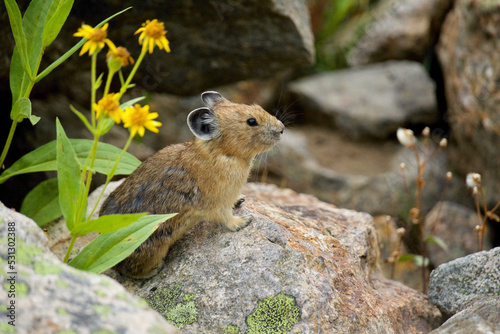 A Pika pauses for a moment next to a bunch of alpine wildflowers ... American Pika are an indicator species for climate change photo