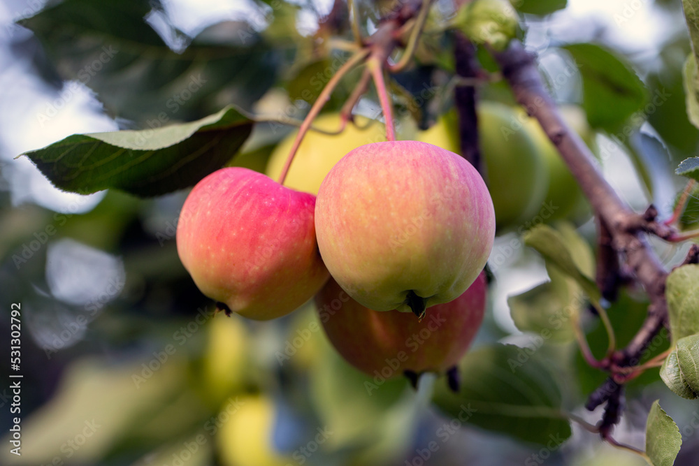 Ripe juicy apples on a branch. Orchard, farm, harvest.