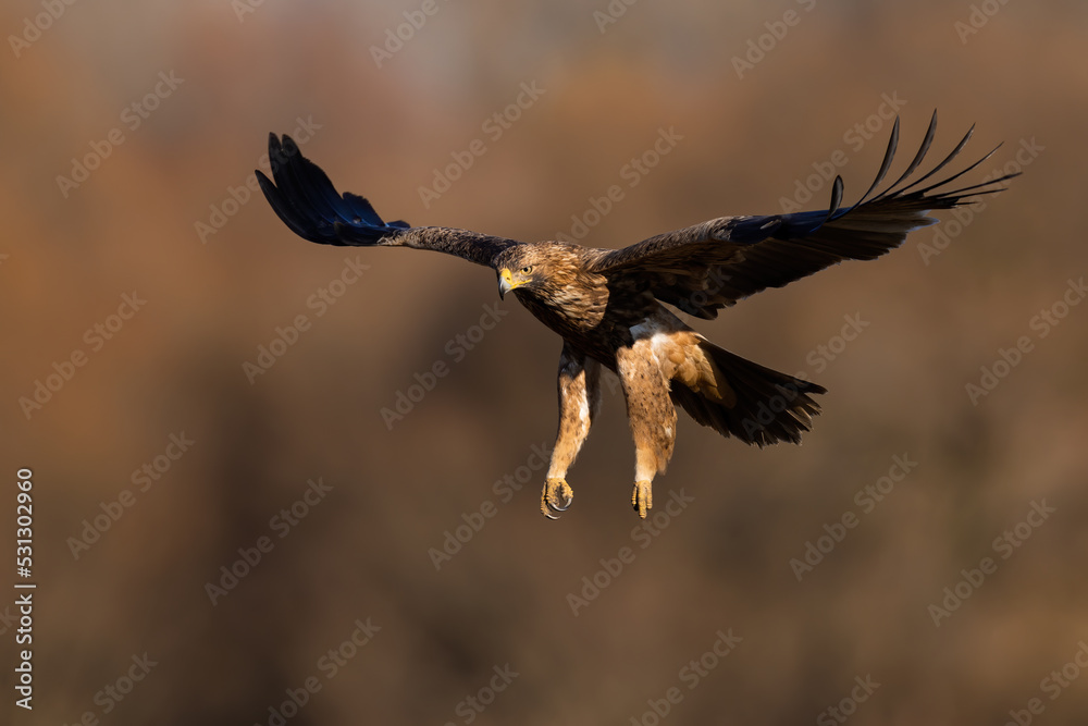 Front view of eastern imperial eagle, aquila heliaca, flying with open wings in autumn nature. Brown bird of prey landing against blurred forest in background.