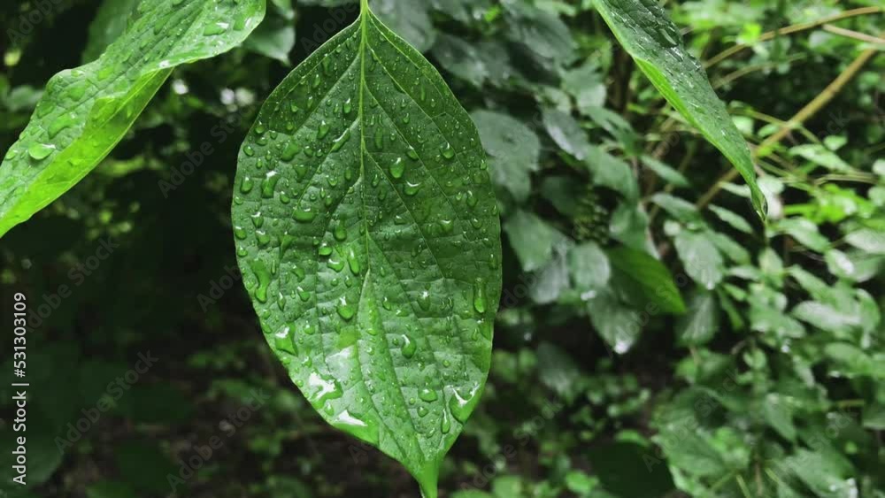 Crystal clear raindrops on the surface of the leaf. Rainy forest. Crystal clear raindrops on the surface of the leaf. Rainy forest.