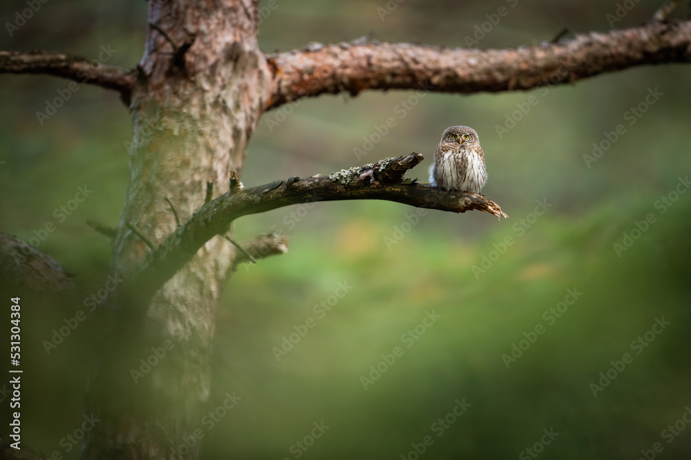 Eurasian pygmy owl, glaucidium passerinum, sitting on branch in pine forest with copy space. Little bird with brown and white feathers and yellow beak looking into the camera in woodland.