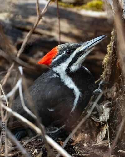 Closeup shot of a pileated woodpecker - Dryocopus pileatus photo