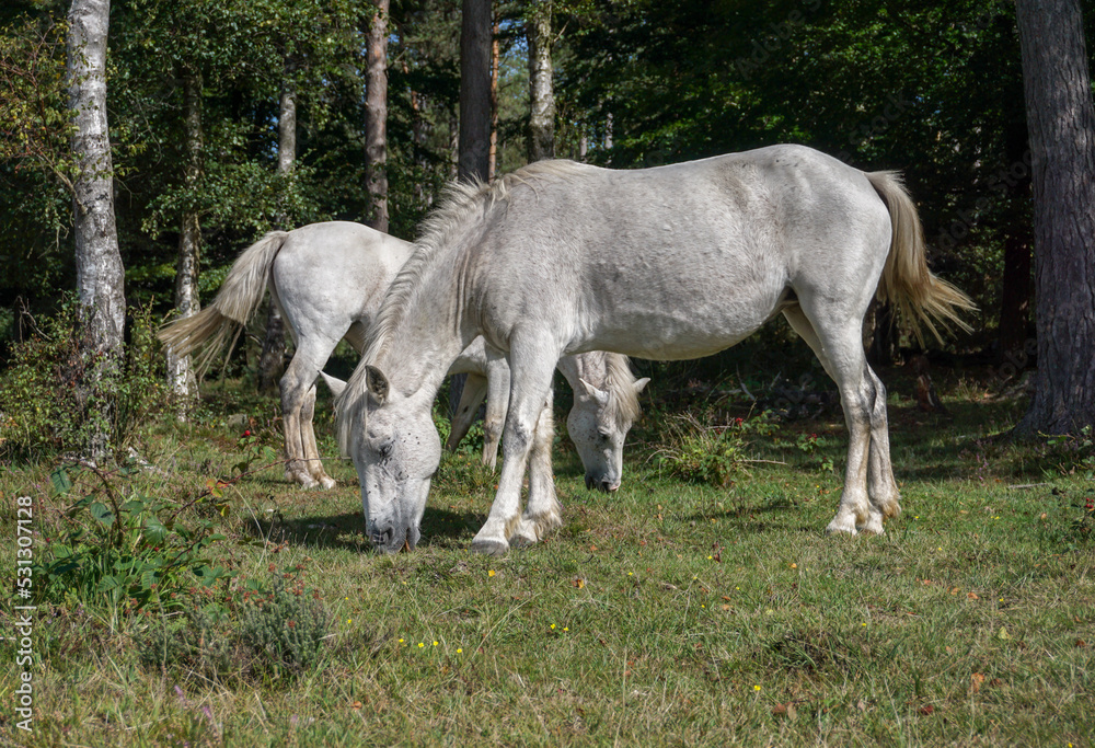 two white horses grazing in natural habitat. wild horses roaming free in the New Forest National Park, England UK
