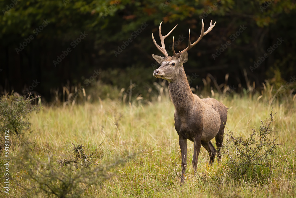 Young red deer, cervus elaphus, sniffing with nose and stretching neck in attentive pose on a glade. Brown mammal with antlers looking around with interest on a meadow with copy space. Young red deer, cervus elaphus, sniffing with nose and stretching neck in attentive pose on a glade. Brown mammal with antlers looking around with interest on a meadow with copy space.