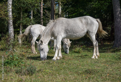 two white horses grazing in natural habitat. wild horses roaming free in the New Forest National Park, England UK © Paul Cartwright