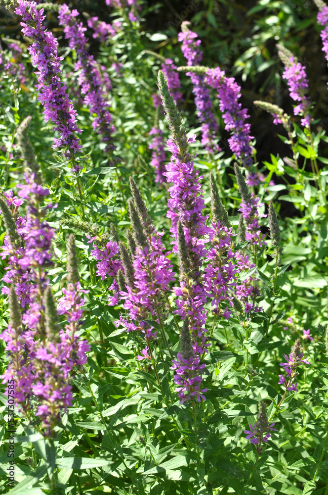 Lythrum salicaria grows on the riverbank and in wet places Lythrum salicaria grows on the riverbank and in wet places