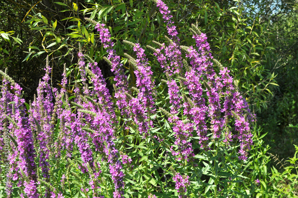 Lythrum salicaria grows on the riverbank and in wet places Lythrum salicaria grows on the riverbank and in wet places