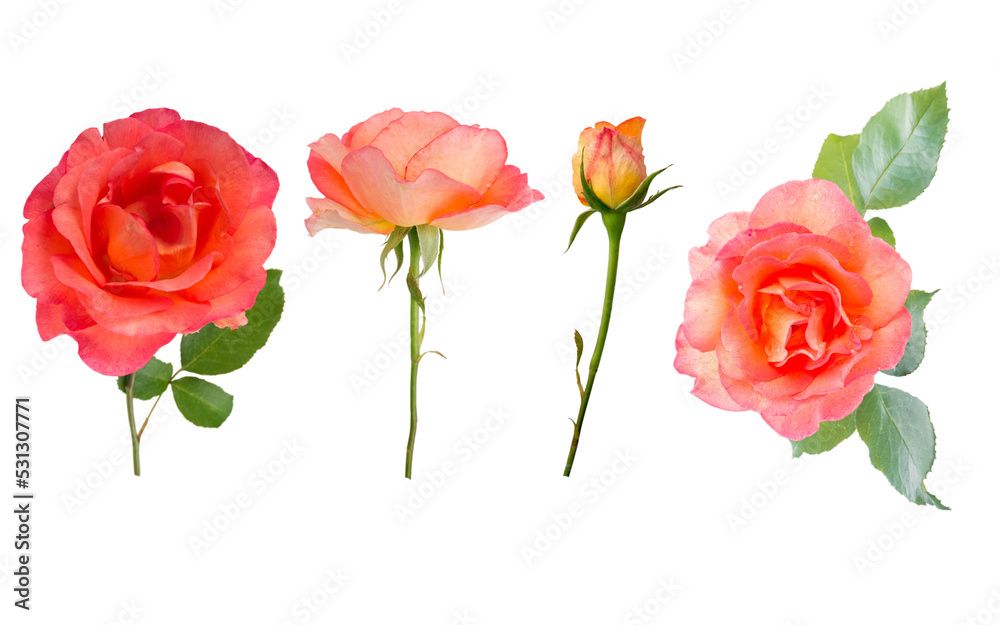 Orange roses, buds and leaves isolated transparent png