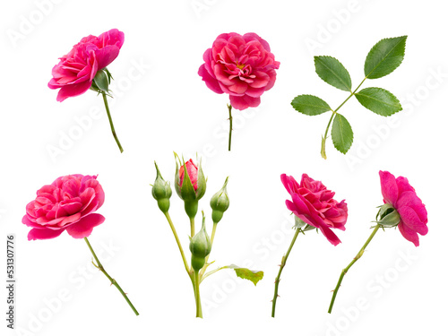 Fototapeta Naklejka Na Ścianę i Meble -  Pink roses, buds and leaves isolated transparent png