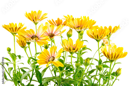 Obraz na płótnie Closeup of isolated yellow Osteospermum flower blossoms w salonie