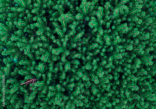 Fototapeta Naklejka Na Ścianę i Meble -  Dense greenery, background of fir branches, texture of branches, green juicy background. Solid green thuja background