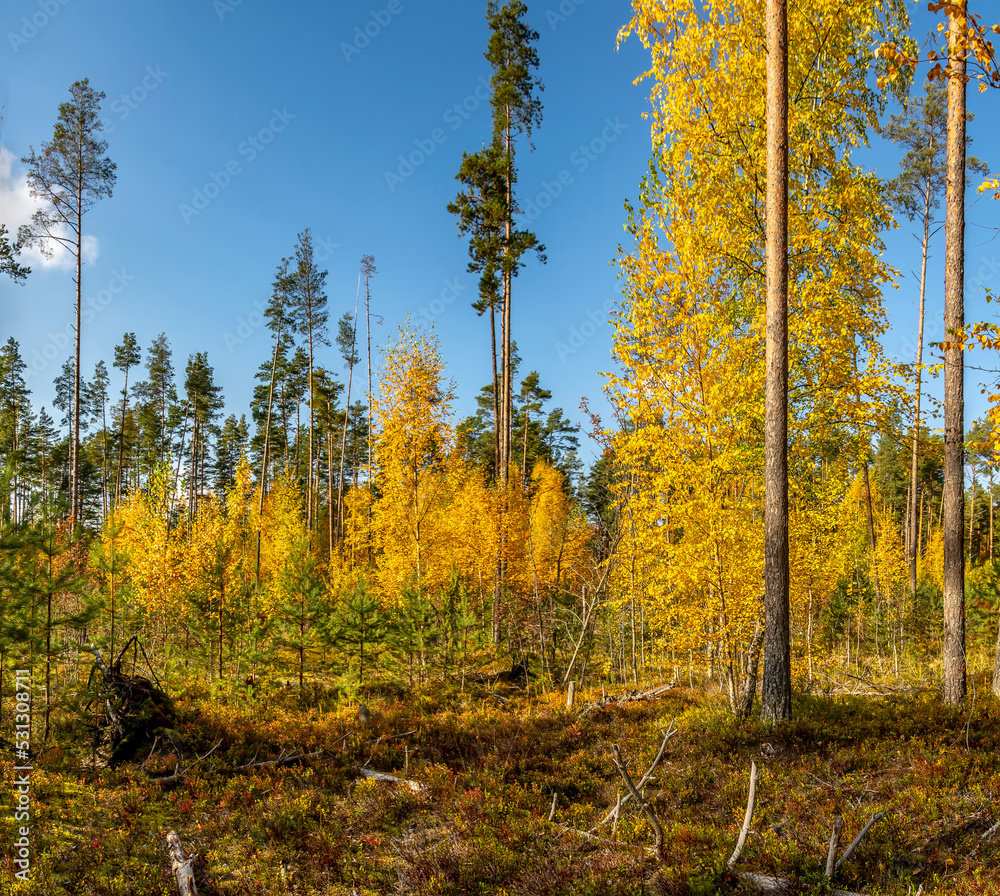 Pine forest with leafy undergrowth in golden autumn