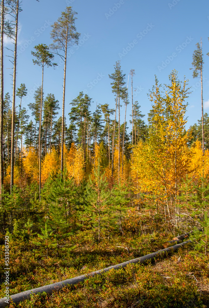 Pine forest with leafy undergrowth in golden autumn Pine forest with leafy undergrowth in golden autumn