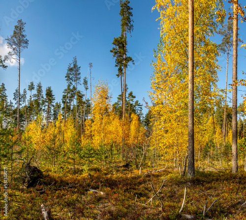 Pine forest with leafy undergrowth in golden autumn