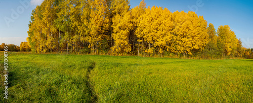 Fototapeta Naklejka Na Ścianę i Meble -  Aspen grove in gold attire in October.