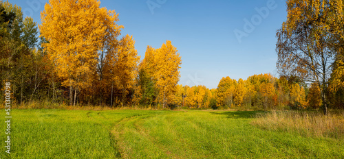 Aspen grove in gold attire in October.