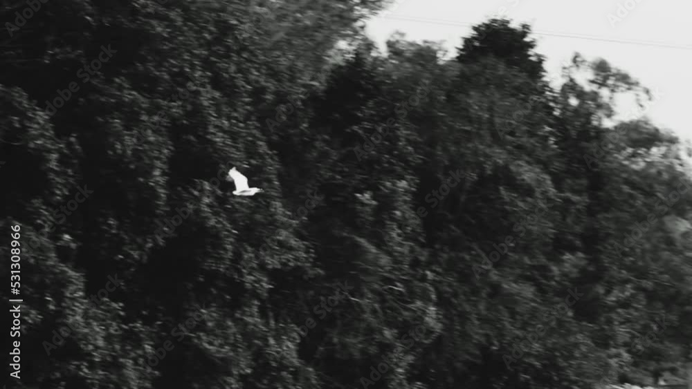 Slow Motion Black and White Shot of Crane flying into the Horizon Slow Motion Black and White Shot of Crane flying into the Horizon