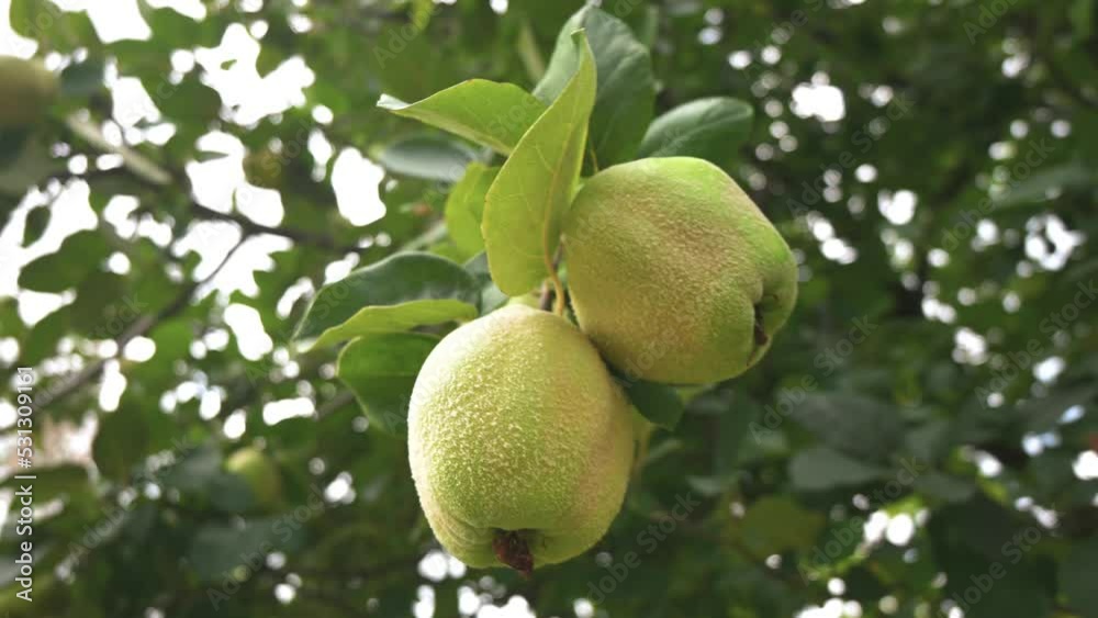 Orbit move of the camera around quince fruits on a tree. Orbit move of the camera around quince fruits on a tree.