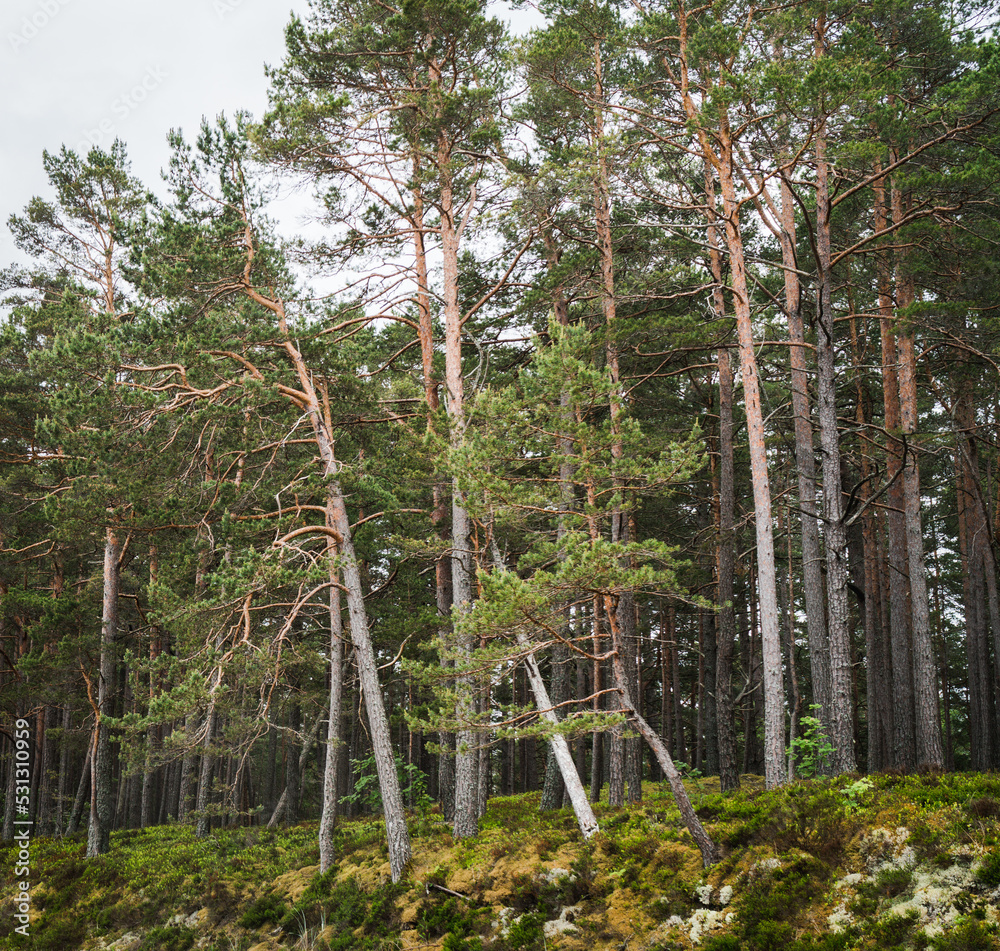 A forest of pine trees on a dune by the Baltic Sea; large slender tree trunks and some bent by the wind.
