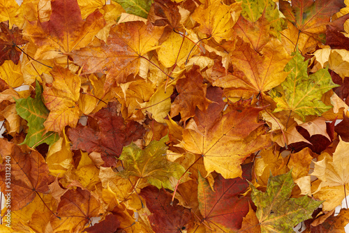 Bright multicolored maple leaves lying on wooden background. Top view of the red  orange  yellow and green leaves of the maple. Bright colors of Autumn.