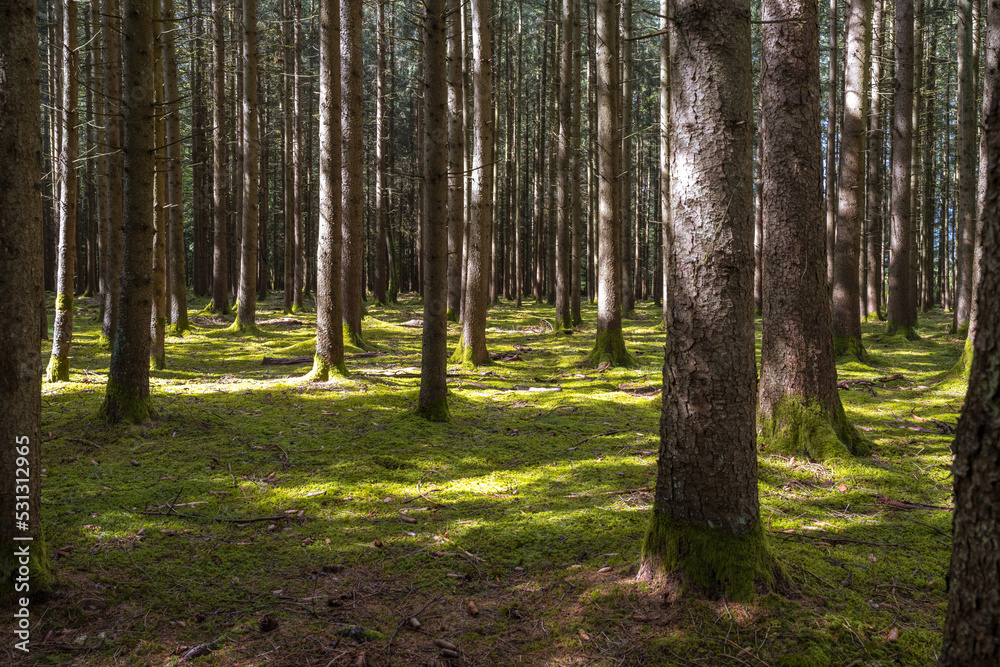 Fototapeta premium Waldboden im Sonnenschein