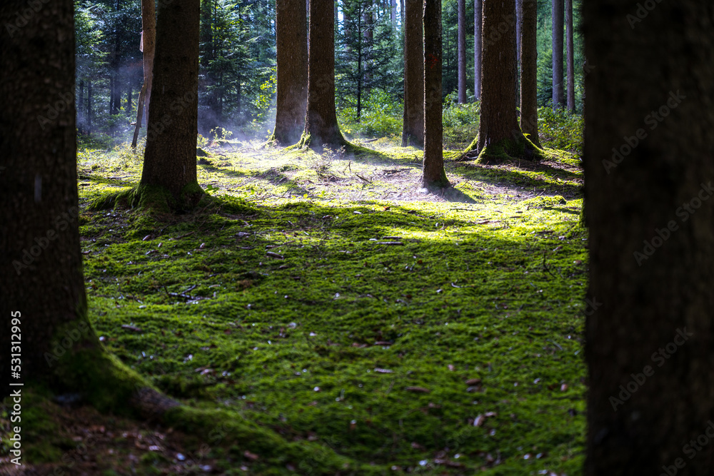 Obraz premium Wasserdampf steigt vom Waldboden auf - Verdunstung Wasserkreislauf