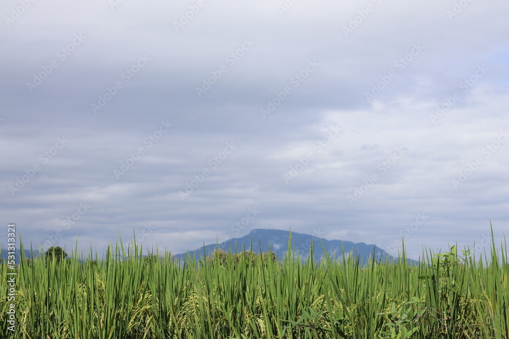 The beautiful backdrop of nature and the rainy season is a beautiful and refreshing scenery. Fresh and juicy rainy season nature background as background with Copy Space for text. The beautiful backdrop of nature and the rainy season is a beautiful and refreshing scenery. Fresh and juicy rainy season nature background as background with Copy Space for text.
