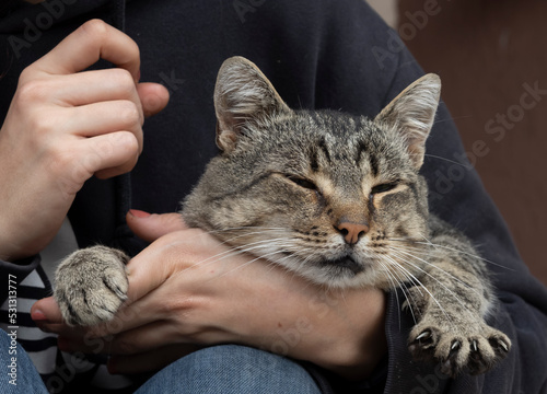 A cat of common European breed sits peacefully in the arms of a girl.