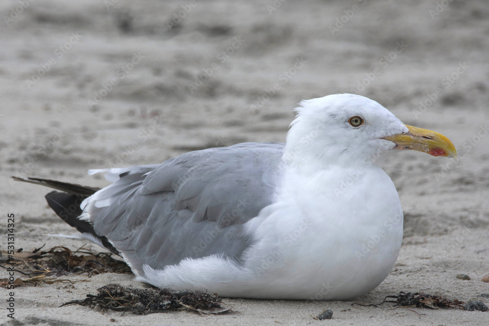 Herring gull taking a time out on the beach.