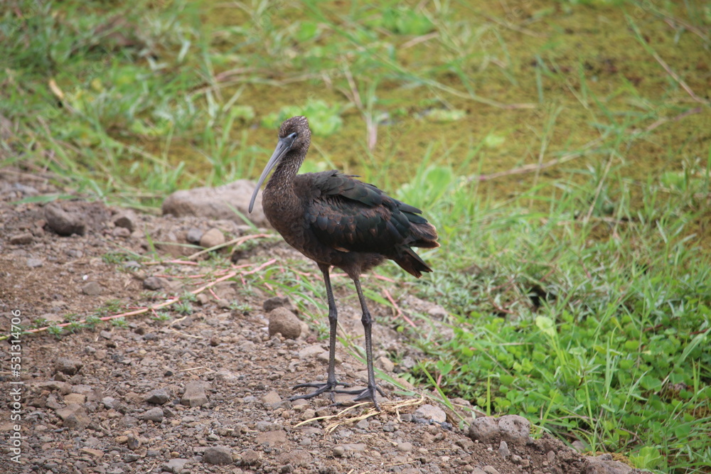 glossy ibis standing on the ground
