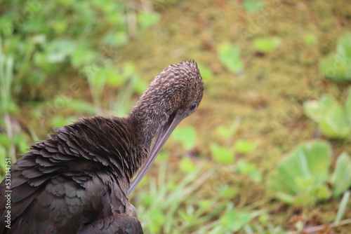 glossy ibis grooming