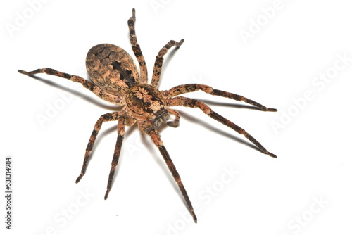 Foto Closeup of infamous but actually harmless Mediterranean Spiny False Wolf Spider Zoropsis spinimana, found in Italy and photographed on white background