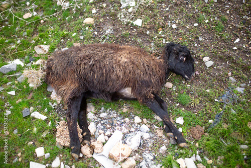 Fotografi The loss of cattle