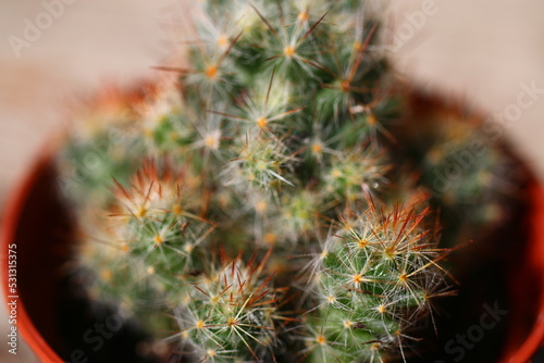 kaktus Mammillaria elongata